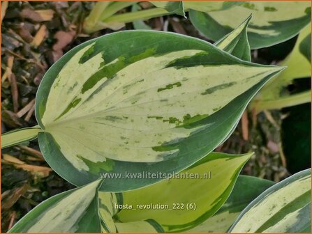 Hosta &#039;Revolution&#039; | Hosta, Hartlelie, Funkia | Funkie | Hosta