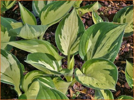 Hosta &#039;Revolution&#039; | Hosta, Hartlelie, Funkia | Funkie | Hosta