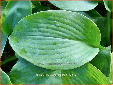 Hosta sieboldiana &#039;Elegans&#039; | Hosta, Hartlelie, Funkia | Blaublatt-Funkie | Hosta