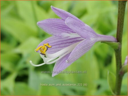 Hosta &#039;Sum and Substance&#039; | Hosta, Hartlelie, Funkia | Funkie | Hosta