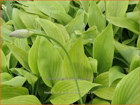 Hosta &#039;Sum and Substance&#039; | Hosta, Hartlelie, Funkia | Funkie | Hosta