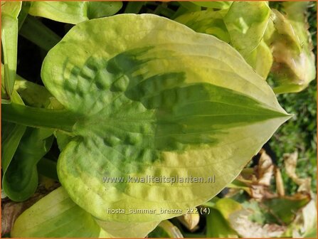 Hosta &#039;Summer Breeze&#039; | Hosta, Hartlelie, Funkia | Funkie | Hosta