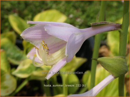 Hosta &#039;Summer Breeze&#039; | Hosta, Hartlelie, Funkia | Funkie | Hosta