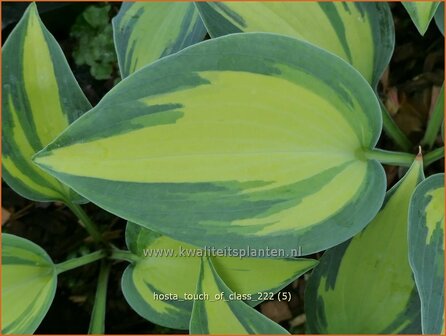 Hosta &#039;Touch of Class&#039; | Hosta, Hartlelie, Funkia | Funkie | Hosta