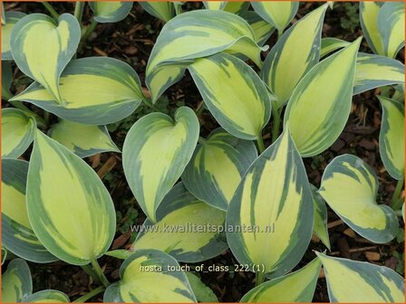 Hosta &#039;Touch of Class&#039; | Hosta, Hartlelie, Funkia | Funkie | Hosta