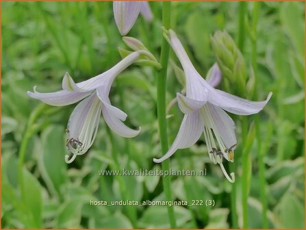 Hosta &#039;Undulata Albomarginata&#039; | Hosta, Hartlelie, Funkia | Funkie | Hosta