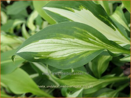 Hosta &#039;Undulata Mediovariegata&#039; | Hosta, Hartlelie, Funkia | Funkie | Hosta