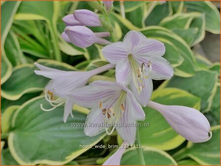 Hosta &#039;Wide Brim&#039; | Hosta, Hartlelie, Funkia | Funkie | Hosta