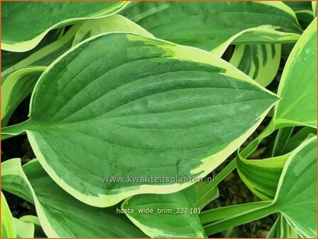 Hosta &#039;Wide Brim&#039; | Hosta, Hartlelie, Funkia | Funkie | Hosta