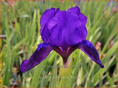 Iris pumila &#039;Little Shadow&#039; | Dwerglis, Zwaardlelie, Iris, Lis | Zwerg-Schwertlilie | Dwarf Iris