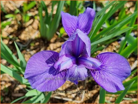 Iris sibirica &#039;Reprise&#039; | Siberische iris, Lis, Iris | Sibirische Schwertlilie | Siberian Iris