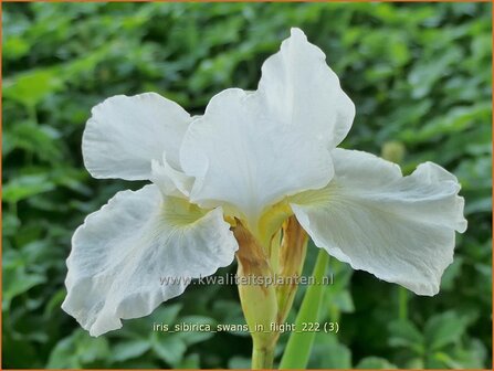 Iris sibirica &#039;Swans in Flight&#039; | Siberische iris, Lis, Iris | Sibirische Schwertlilie | Siberian Iris