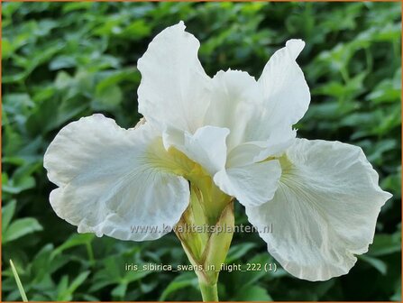 Iris sibirica &#039;Swans in Flight&#039; | Siberische iris, Lis, Iris | Sibirische Schwertlilie | Siberian Iris