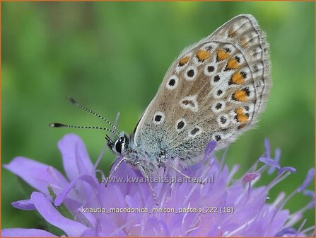 Knautia macedonica &#039;Melton Pastels&#039; | Beemdkroon | Mazedonische Witwenblume | Crimson Scabious