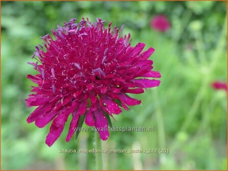 Knautia macedonica &#039;Melton Pastels&#039; | Beemdkroon | Mazedonische Witwenblume | Crimson Scabious