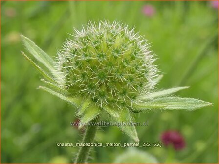 Knautia macedonica &#039;Melton Pastels&#039; | Beemdkroon | Mazedonische Witwenblume | Crimson Scabious