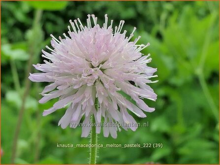 Knautia macedonica &#039;Melton Pastels&#039; | Beemdkroon | Mazedonische Witwenblume | Crimson Scabious