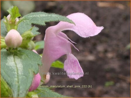 Lamium maculatum &#039;Shell Pink&#039; | Gevlekte dovenetel, Dovenetel | Gefleckte Taubnessel | Spotted Dead Nettle