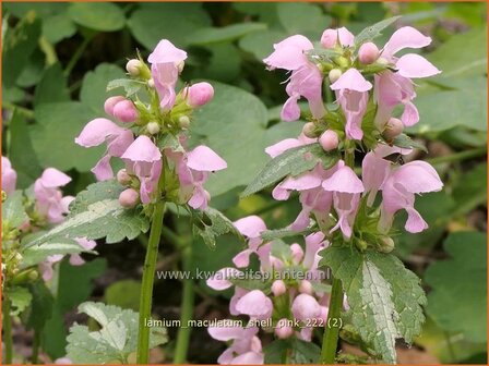 Lamium maculatum &#039;Shell Pink&#039; | Gevlekte dovenetel, Dovenetel | Gefleckte Taubnessel | Spotted Dead Nettle