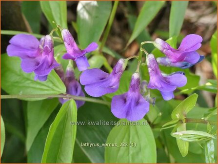 Lathyrus vernus | Voorjaarslathyrus, Vaste siererwt, Pronkerwt, Siererwt | Fr&uuml;hlings-Platterbse | Spring Vetchling