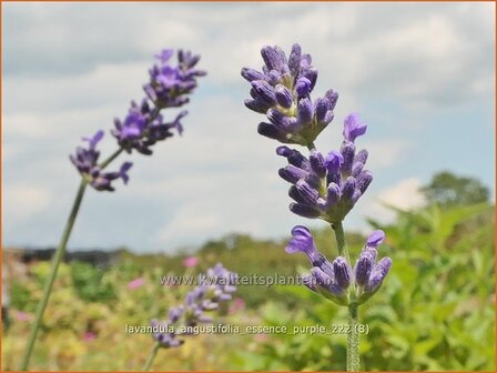Lavandula angustifolia &#039;Essence Purple&#039; | Echte lavendel, Gewone lavendel, Lavendel | Echter Lavendel | English L