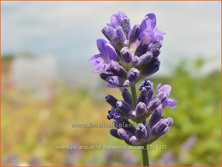 Lavandula angustifolia &#039;Essence Purple&#039; | Echte lavendel, Gewone lavendel, Lavendel | Echter Lavendel | English L