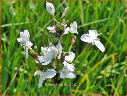 Libertia grandiflora | Nieuw-Zeelandse iris | Neuseeland Iris | New Zealand Satin Flower