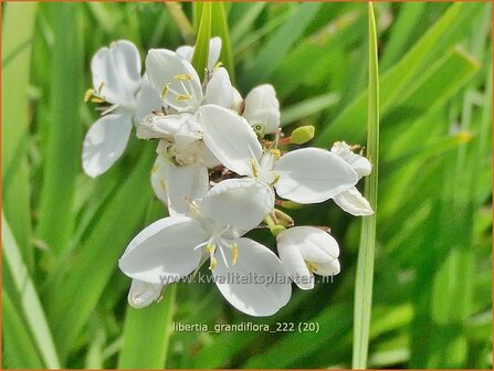 Libertia grandiflora | Nieuw-Zeelandse iris | Neuseeland Iris | New Zealand Satin Flower