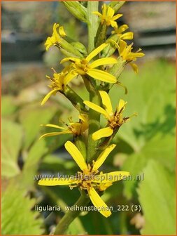 Ligularia &#039;Weihenstephan&#039; | Kruiskruid | Schmaler Goldkolben | Narrow-Headed Leopard Plant