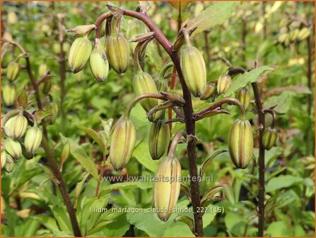 Lilium martagon &#039;Claude Shride&#039; | Turkse lelie, Lelie | T&uuml;rkenbund-Lilie | Martagon Lily