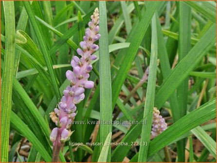 Liriope muscari &#039;Samantha&#039; | Leliegras | Lilientraube | Lilyturf