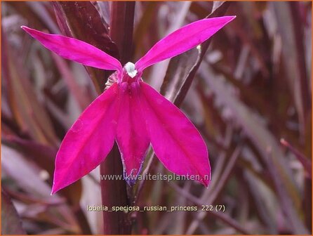 Lobelia speciosa 'Russian Princess' | Kardinaalsbloem, Vaste lobelia | Kardinals-Lobelie | Lobelia