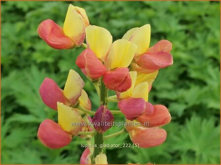 Lupinus &#039;Gladiator&#039; | Lupine | Lupine | Lupin