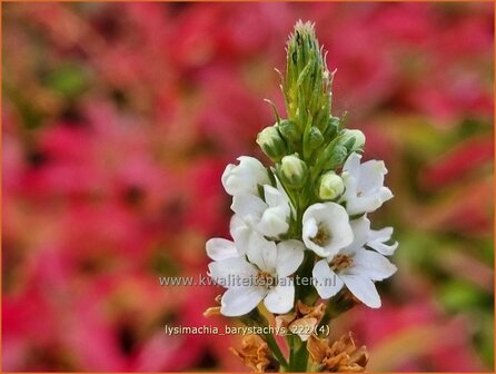 Lysimachia barystachys | Wederik | Nickende Felberich | Loosestrife