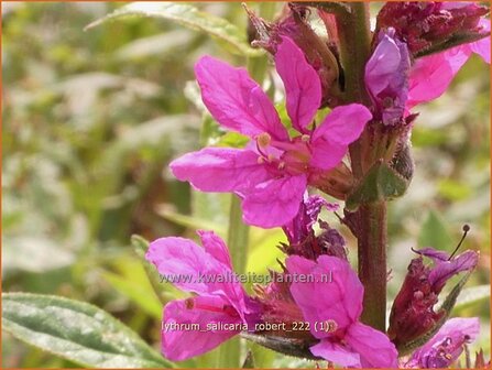 Lythrum salicaria &#039;Robert&#039; | Grote kattenstaart, Kattenstaart | Blutweiderich | Spiked Loosestrife