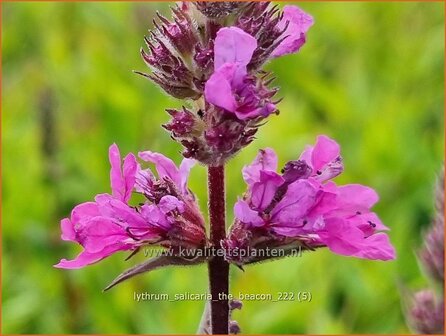 Lythrum salicaria &#039;The Beacon&#039; | Grote kattenstaart, Kattenstaart | Blutweiderich | Spiked Loosestrife