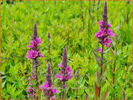 Lythrum salicaria &#039;The Beacon&#039; | Grote kattenstaart, Kattenstaart | Blutweiderich | Spiked Loosestrife