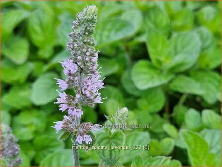Mentha spicata 'Lavendel' | Aarmunt, Groene munt, Kruizemunt, Munt | Ährige Minze | Spear Mint