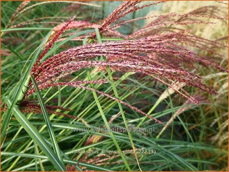 Miscanthus sinensis &#039;China&#039; | Chinees prachtriet, Chinees riet, Japans sierriet, Sierriet | Chinaschilf | Eulalia