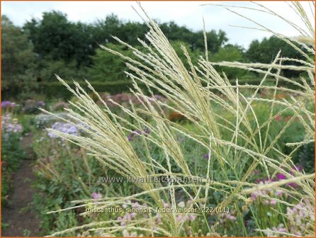 Miscanthus sinensis &#039;Federwei&szlig;er&#039; | Chinees prachtriet, Chinees riet, Japans sierriet, Prachtriet | Chinas