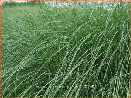 Miscanthus sinensis &#039;Federwei&szlig;er&#039; | Chinees prachtriet, Chinees riet, Japans sierriet, Sierriet | Chinasch