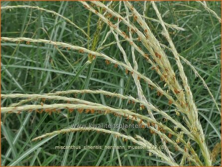 Miscanthus sinensis &#039;Hermann M&uuml;ssel&#039; | Chinees prachtriet, Chinees riet, Japans sierriet, Sierriet | Chinaschilf | E