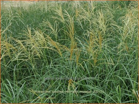 Miscanthus sinensis &#039;Hermann M&uuml;ssel&#039; | Chinees prachtriet, Chinees riet, Japans sierriet, Sierriet | China