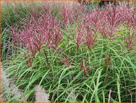 Miscanthus sinensis &#039;Malepartus&#039; | Chinees prachtriet, Chinees riet, Japans sierriet, Sierriet | Chinaschilf | Eu