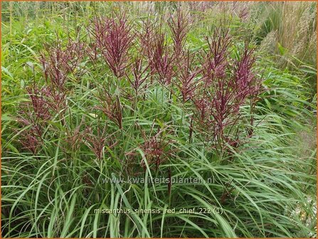 Miscanthus sinensis &#039;Red Chief&#039; | Chinees prachtriet, Chinees riet, Japans sierriet, Sierriet | Chinaschilf | Eul