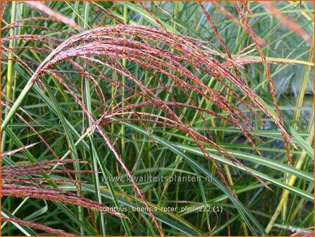 Miscanthus sinensis &#039;Roter Pfeil&#039; | Chinees prachtriet, Chinees riet, Japans sierriet, Sierriet | Chinaschilf | E