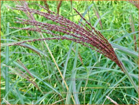 Miscanthus sinensis &#039;Samurai&#039; | Chinees prachtriet, Chinees riet, Japans sierriet, Sierriet | Chinaschilf | Eulal