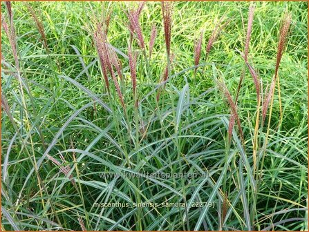Miscanthus sinensis &#039;Samurai&#039; | Chinees prachtriet, Chinees riet, Japans sierriet, Sierriet | Chinaschilf | Eulal
