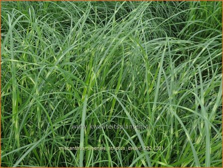 Miscanthus sinensis &#039;Strictus Dwarf&#039; | Zebragras, Prachtriet, Chinees riet, Japans sierriet | Zebraschilf | Zebra gra