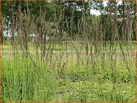 Molinia arundinacea &#039;Black Arrow&#039; | Pijpenstrootje | Hohes Pfeifengras | Tall Purple Moorgrass